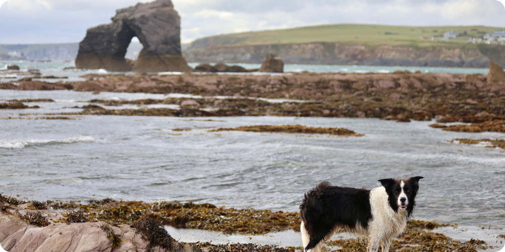 Dog-Friendly Beaches In The South Hams: Where Can You Take Your Dog? | Quay Holiday Lettings