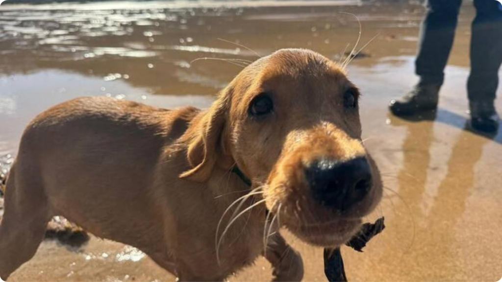 Dog enjoying a walk on a South Devon beach