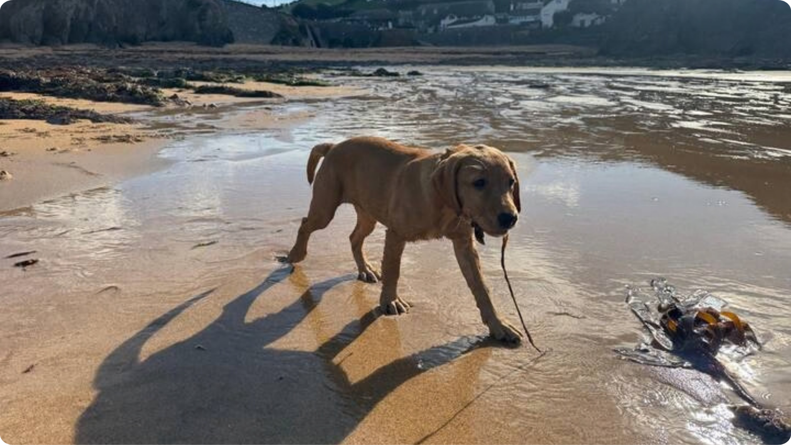 Dog walking across wet sand on a South Devon beach