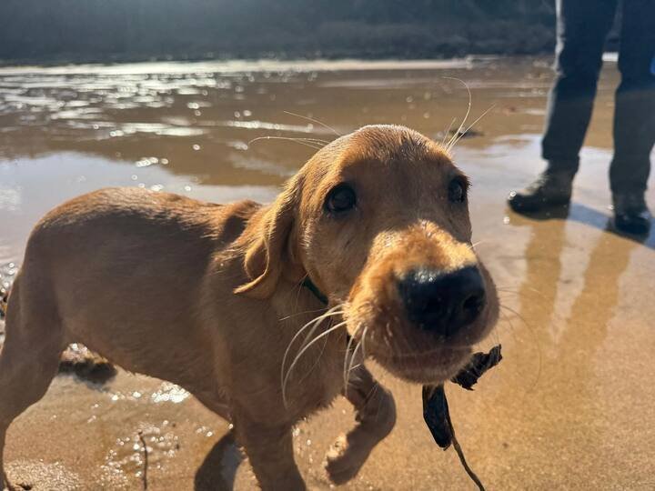 Wet dog carrying a stick on a South Devon beach